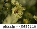 花　Rigid Sunflower 45632110