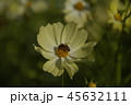 花　Rigid Sunflower 45632111