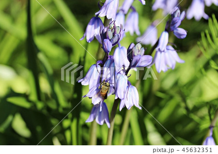 つりがね草 45632351
