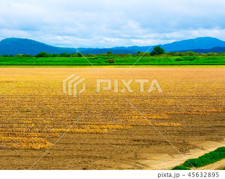 玉ねぎ畑 45632895