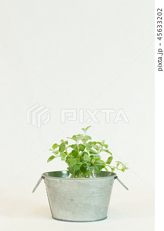 ブリキのバケツに入ったヘリクサム・ペティオラレ　 45633202