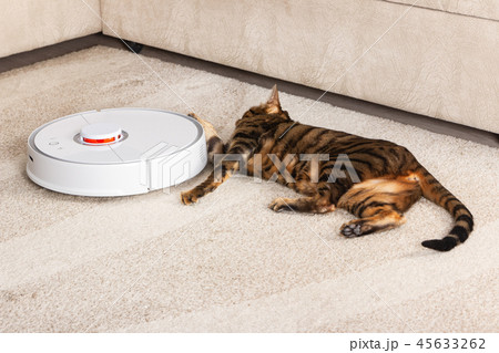Cat is lying on carpet near robotic vacuum cleaner Cat is lying on carpet near robotic vacuum cleaner 45633262