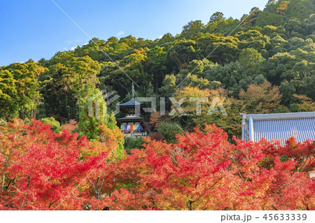 永観堂の紅葉 45633339