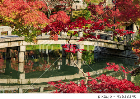 永観堂の紅葉 永観堂の紅葉 45633340