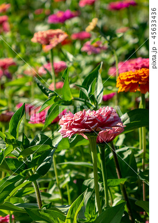 Beautiful summer flowers of cynia with green leaves in the garden on a sunny summer day. Natural 45633436