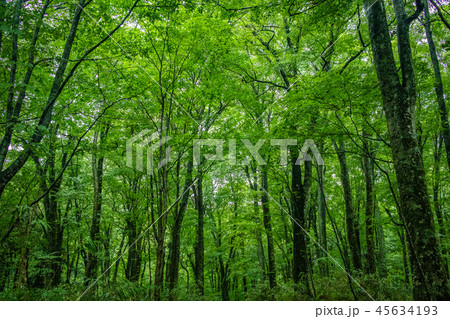 【青森県】白神山地のブナ林 45634193