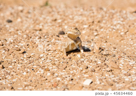 Spotted toad-headed Agama on sand close up 45634460