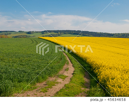 Rape plant field 45634658