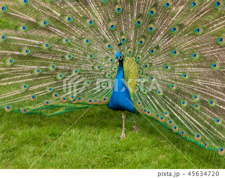 Peacock with spread feathers 45634720