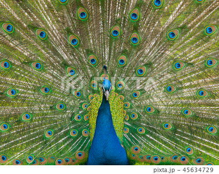 Peacock with spread feathers Peacock with spread feathers 45634729