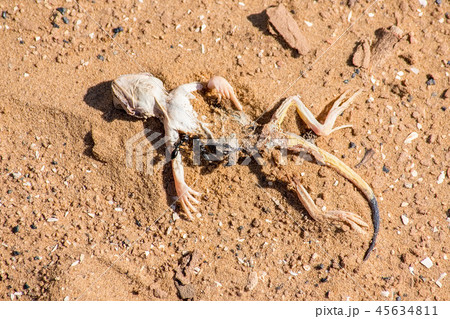 Dead Spotted toad-headed Agama on sand close 45634811