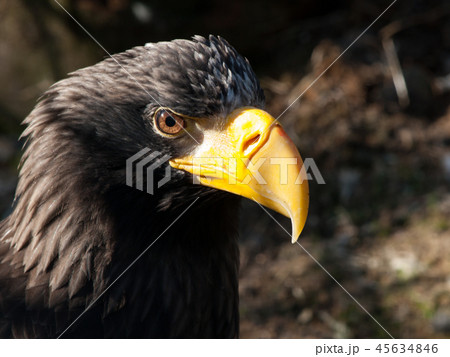 Steller's sea eagle Steller's sea eagle 45634846