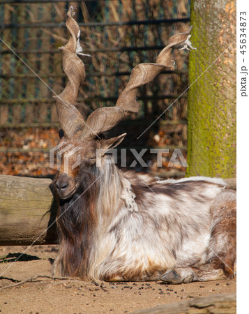 Markhor wild goat 45634873