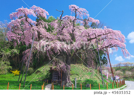 一本桜 - 紅枝垂地蔵桜 一本桜 - 紅枝垂地蔵桜 45635352