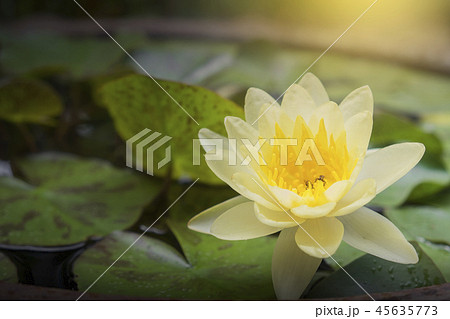 Yellow lotus with little bee in large water jar. Yellow lotus with little bee in large water jar. 45635773