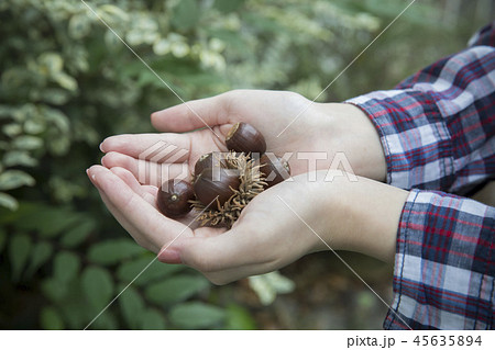 どんぐり 45635894