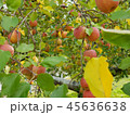 りんご 45636638