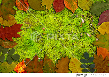 Bright autumn leaves on green moss background 45636677