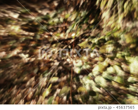 Abstract blurry leaves background. Sun flare Abstract blurry leaves background. Sun flare 45637565