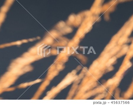 Blurry effect of golden reeds and grass stalks 45637566