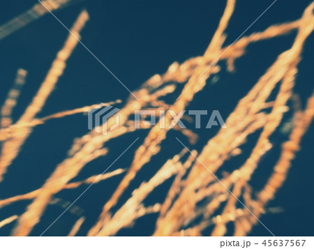 Reeds in blurred movement picture for background. 45637567