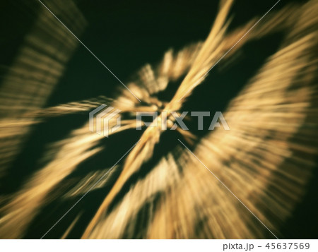 Unsharp blurry movement. Grass with backlight Unsharp blurry movement. Grass with backlight 45637569