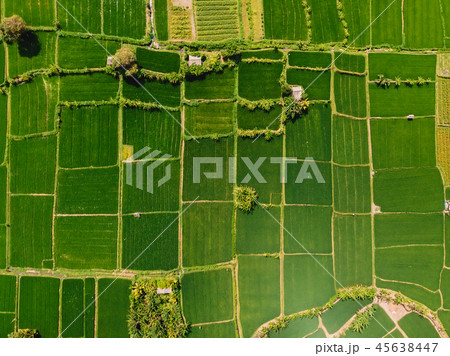 Aerial view of green rice fields. Natural texture Aerial view of green rice fields. Natural texture 45638447