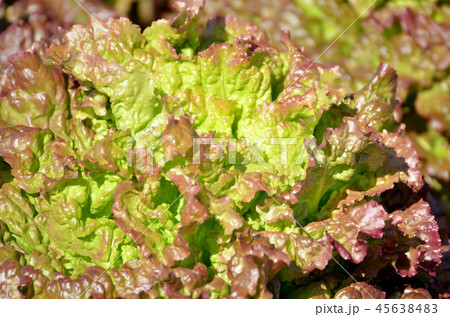 サニーレタス 45638483