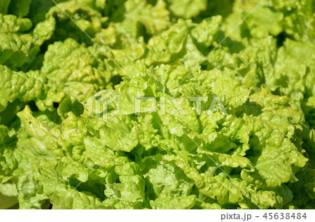 グリーンリーフ 45638484