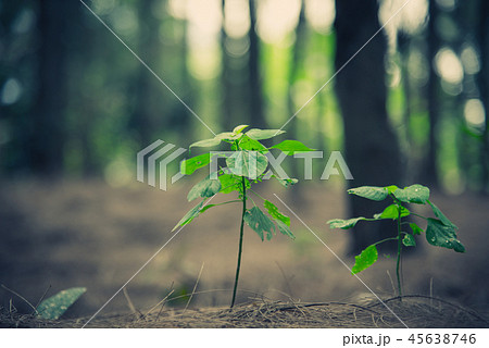 Close up of little plant glowing up in forest 45638746