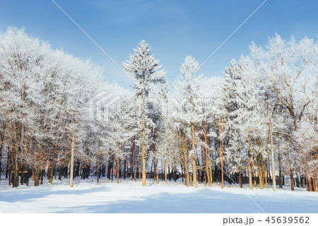 Trees in cold winter day and snow 45639562