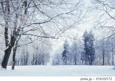 Trees in cold winter day and snow Trees in cold winter day and snow 45639572