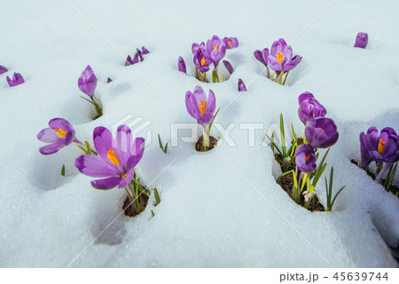 Blooming violet crocuses in mountains. Carpathians, Ukraine, Europe 45639744