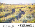 A single track in a yellow autumn field, as background 45639931