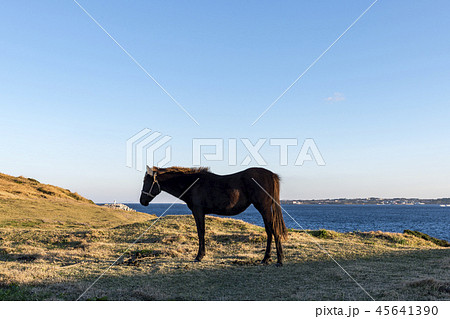 済州 島 サムダド 45641390