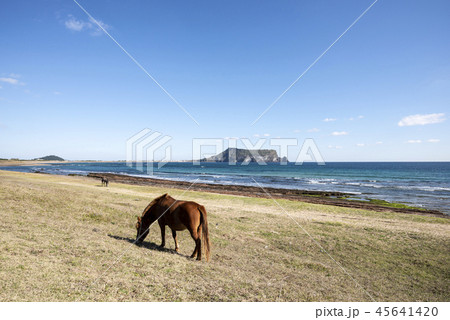 済州 島 サムダド 45641420