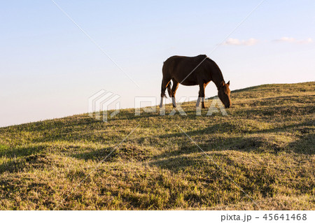済州 済州馬 動物 45641468
