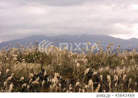 済州 雑草 島 45641469