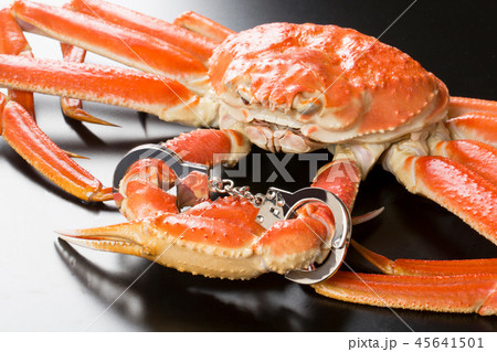 手錠したズワイガニ 手錠したズワイガニ 45641501