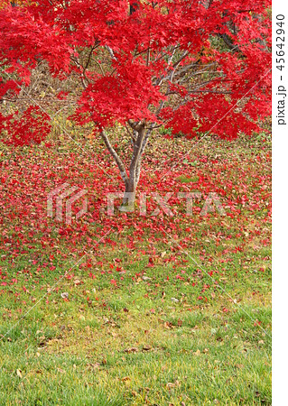 秋、紅葉のカエデ、芝生に散った落ち葉 45642940