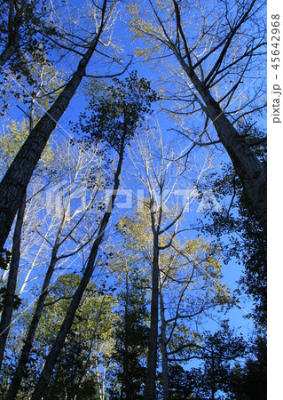 雑木林と青空、樹木 45642968