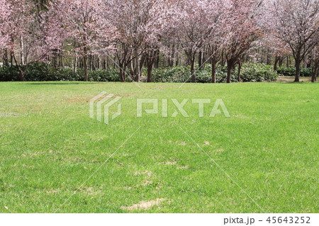 春、桜の木と芝生、公園 45643252