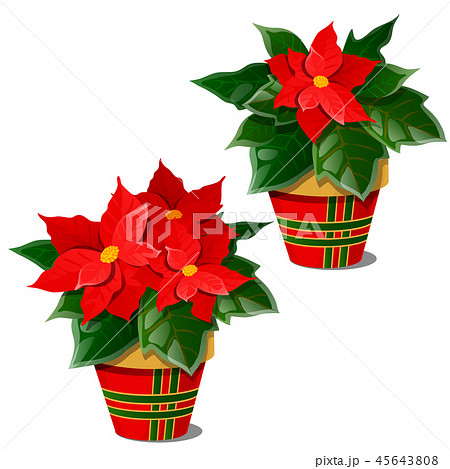 The flowering poinsettia plants in pots isolated on white background. A traditional symbol of The flowering poinsettia plants in pots isolated on white background. A traditional symbol of 45643808