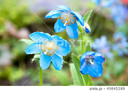 メコノプシス(青いケシの仲間) 45645289
