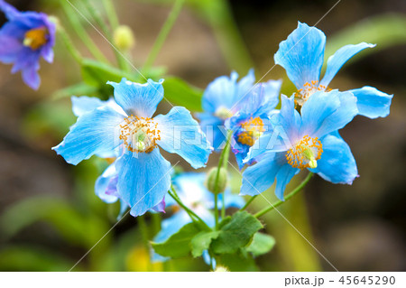 メコノプシス(青いケシの仲間) 45645290