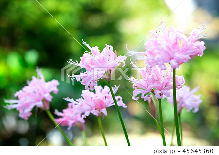 ダイヤモンドリリー 45645360