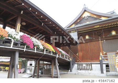 湯島天神 菊祭り 東京都文京区 湯島天神 菊祭り 東京都文京区 45647162