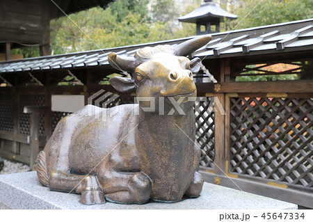 湯島天神　撫で牛（なでうし）　東京都文京区 45647334