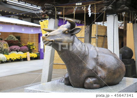 湯島天神　撫で牛（なでうし）　東京都文京区 45647341