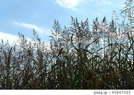 自然　植物　セイバンモロコシ、場所によってはススキを駆逐する勢いだそうです 45647435